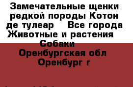 Замечательные щенки редкой породы Котон де тулеар  - Все города Животные и растения » Собаки   . Оренбургская обл.,Оренбург г.